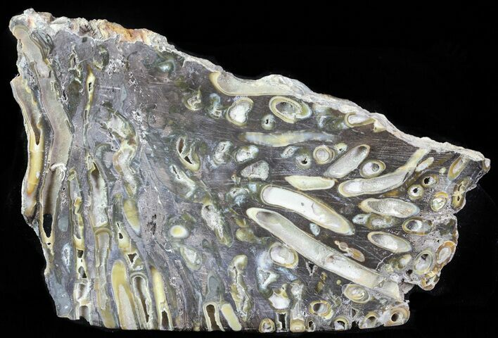 Slab Fossil Teredo (Shipworm Bored) Wood - England #63441